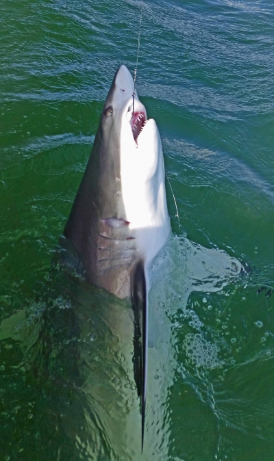 Offshore and Reef Fishing Islamorada