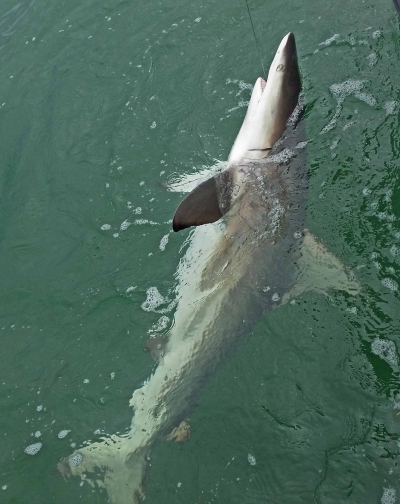 Offshore and Reef Fishing Islamorada