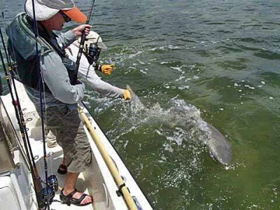 Offshore and Reef Fishing Islamorada