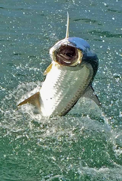 Islamorada Fishing Charters Florida Keys