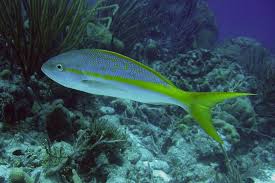 fish in florida keys